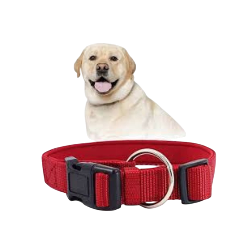 Pet Accessories : Dog Normal Collar (M)