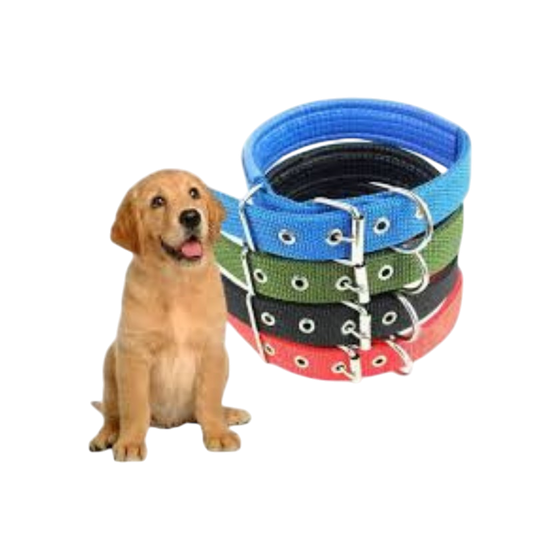 Pet Accessories : Dog Normal Collar (S)
